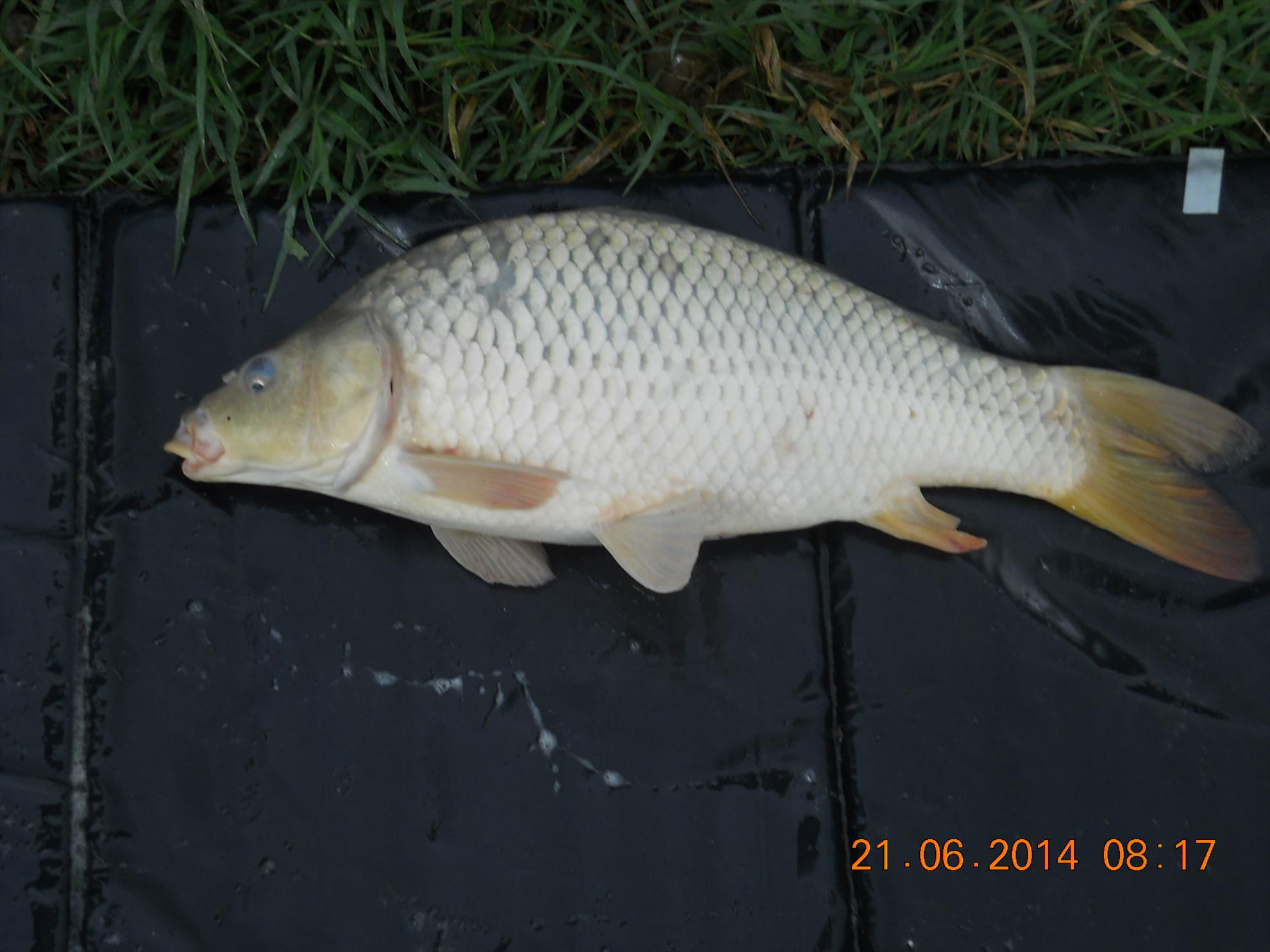 pescuit Magura 9 - dscn9520.jpg